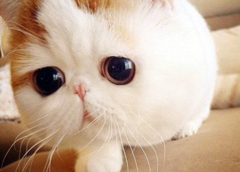 Instagram'ın yeni yıldızı: Snoopybabe