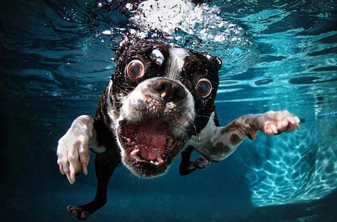Su altı fotoğrafçısının objektifinden köpekler