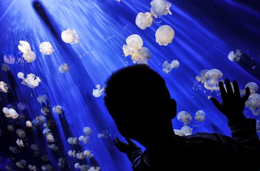 ITALY-ANIMALS-DOLPHIN-AQUARIUM-FEATURES