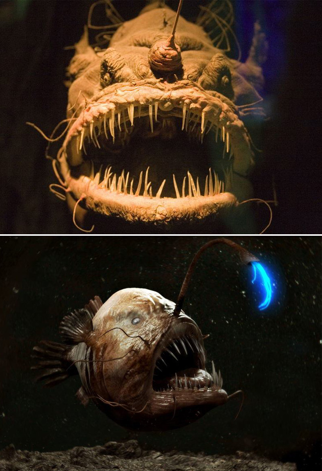 angler-fish