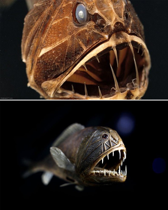fangtooth-fish