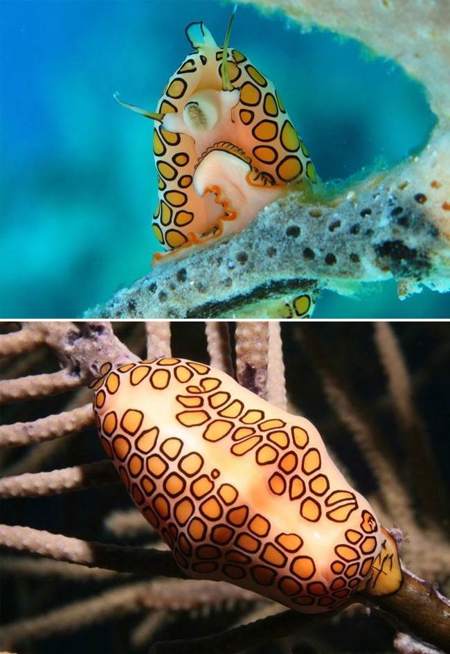 flamingo-tongue-snail