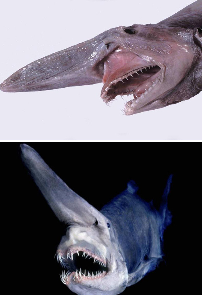 goblin-shark