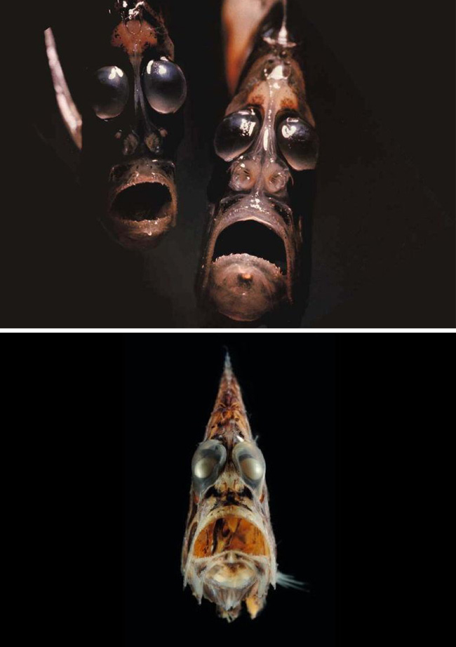 hatchetfish