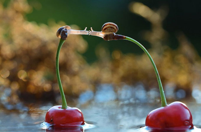 Galeri: Fotoğrafçının gözünden salyangozların harika yaşamı Galeri: Fotoğrafçının gözünden salyangozların harika yaşamı