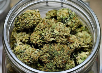 Dünyanın ilk marijuana otomatı servise açıldı