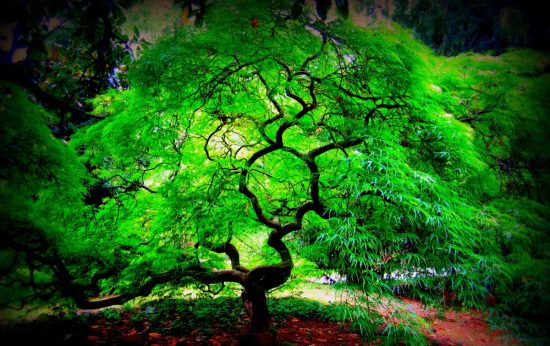 parlayan-aga.---glowing-tree---teknoloji