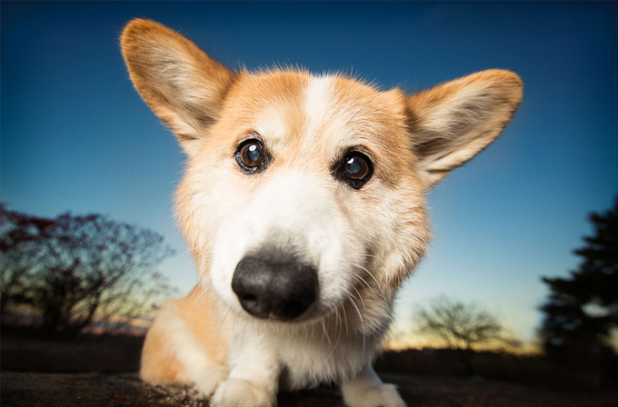 Galeri: Bu köpekler bir harika dostum! Kaylee Greer - Köpek galerisi manşet