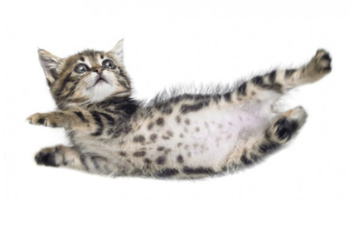 Sıfır yer çekimi kedi