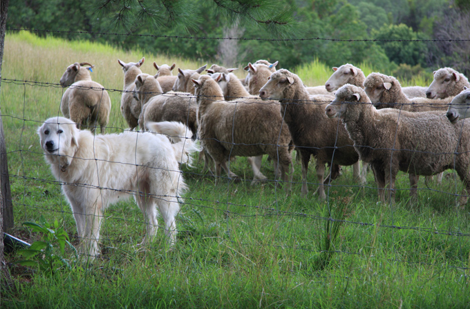 Shepherd Dog
