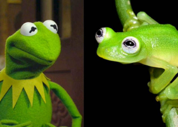 Aynı kurbağa Kermit'e benzeyen yeni bir kurbağa türü keşfedildi
