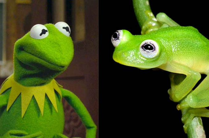 kermit
