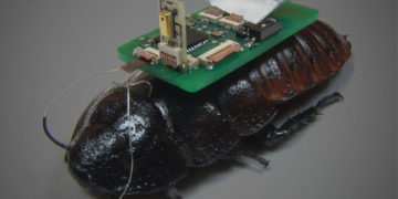 Türk bilimadamından hayat kurtaracak buluş: Cyborg hamamböceği