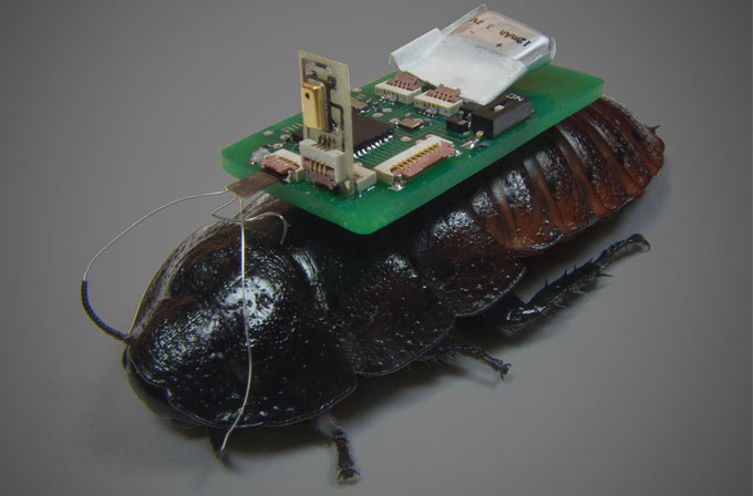 cyborghamamböcegi