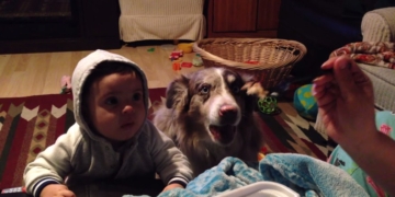 Bebekten önce "anne" demeyi başaran köpek