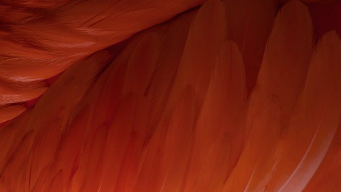 feather-tn