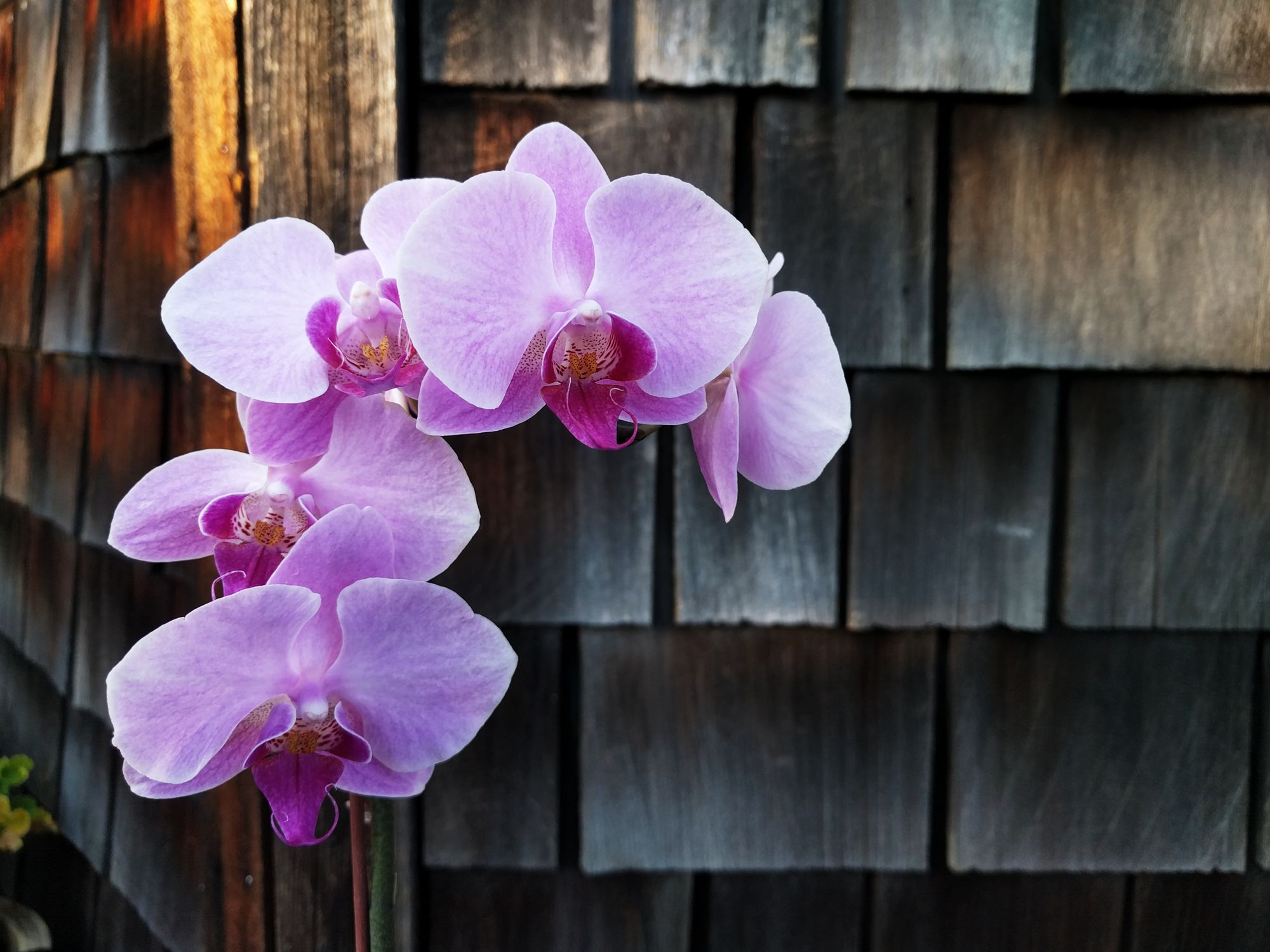 orchid