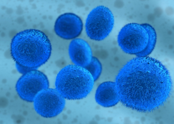 Stem Cell