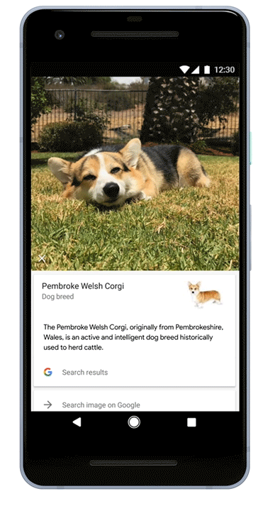 Google Lens evcil hayvanınızı türünü bile tanıyacak
