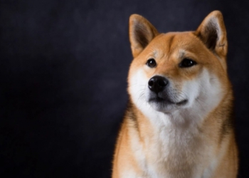 Dogecoin’in popüler Shiba Inu köpeği NFT olarak açık artırmaya çıkıyor!