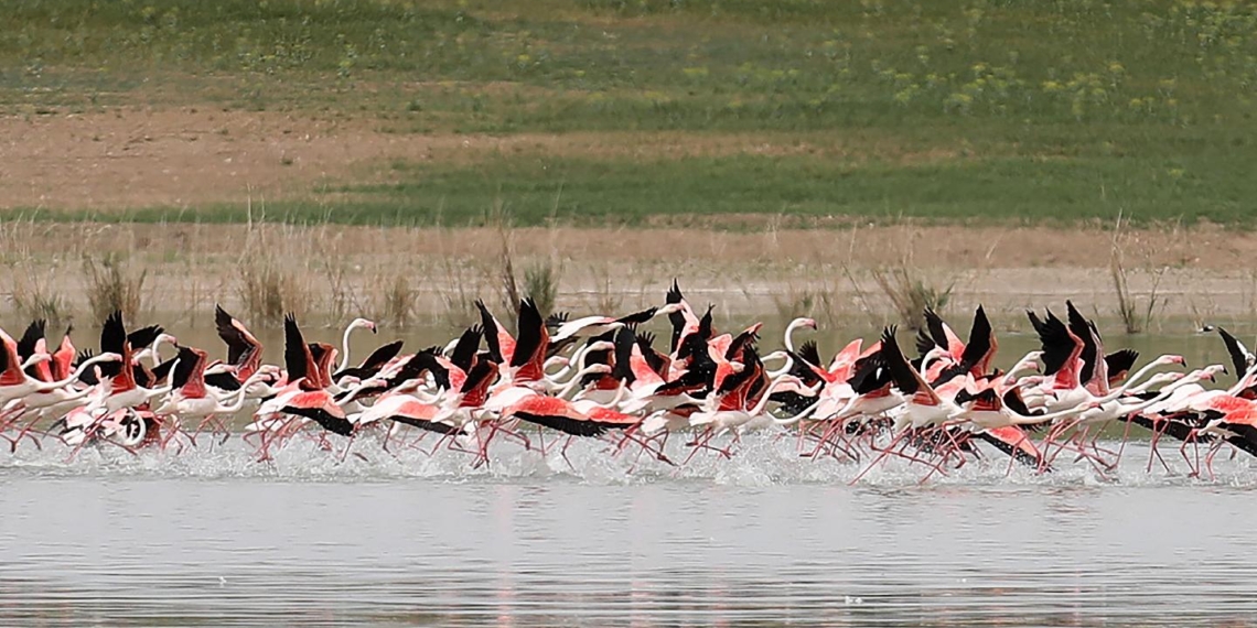 FlamingoDAO NFT Portföy Değerlemesi 1 Milyar Dolara Dokundu!