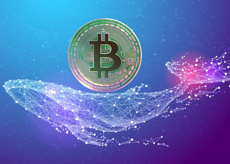 bitcoin balinaları