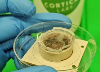 Laboratuvarda Yetiştirilen Beyin Hücreleri 'Pong' Oynadı
