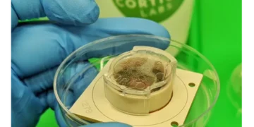 Laboratuvarda Yetiştirilen Beyin Hücreleri 'Pong' Oynadı