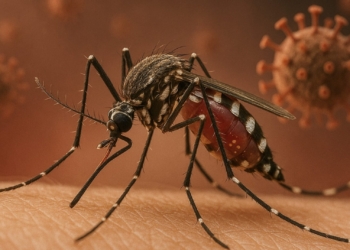 Chikungunya virüsü