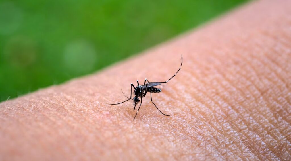 Chikungunya virüsü nedir nasıl bulaşır belirtileri neler nasıl korunurum