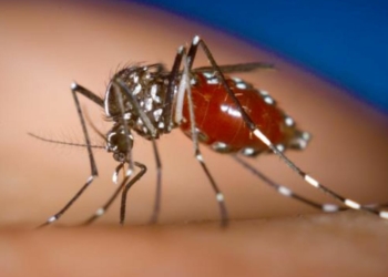 Chikungunya virüsü nedir nasıl bulaşır belirtileri neler nasıl korunurum