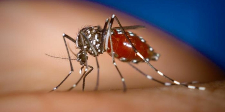 Chikungunya virüsü nedir nasıl bulaşır belirtileri neler nasıl korunurum