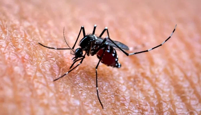 Chikungunya virüsü nedir nasıl bulaşır belirtileri neler nasıl korunurum